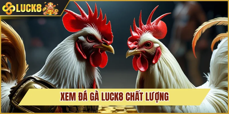 Khám phá sảnh đá gà Luck8 hấp dẫn đỉnh cao