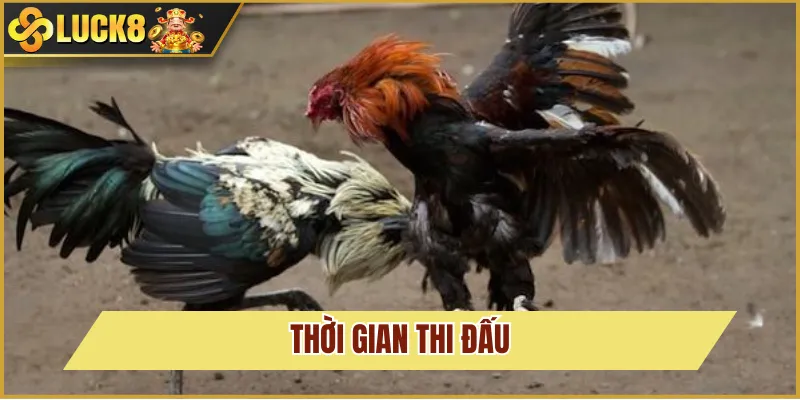 thời gian thi đấu đá gà C2